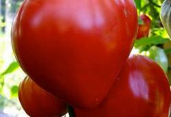 Томат крупноплодный красный  