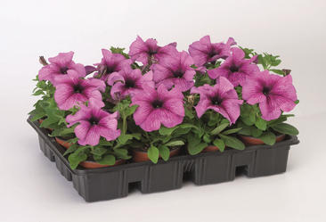 Петуния ампельная плам