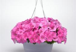 Петуния ампельная пинк космо