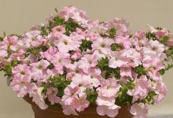 Петуния ампельная пинк перл