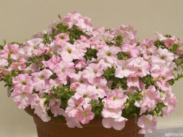 Петуния ампельная пинк перл