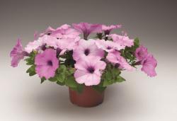 Петуния ампельная пинк пеш