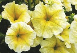 Петхоа (гибрид петунии и калибрахоа) уеллоу