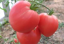 Томат крупноплодный розовый 
