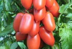 Томат кистевой консервный 