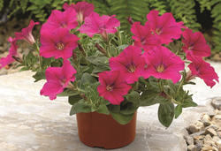 Петуния ампельная берри велюр