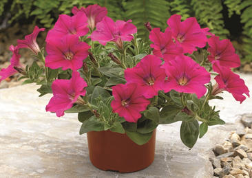 Петуния ампельная берри велюр