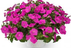Петуния ампельная роуз