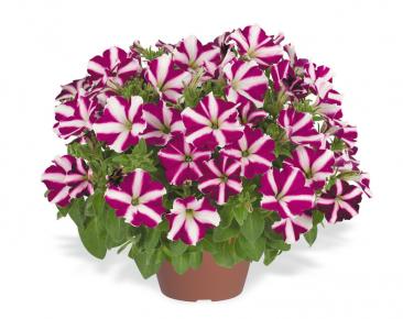 Петуния ампельная бургунди стар