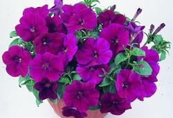 Петуния ампельная парпл