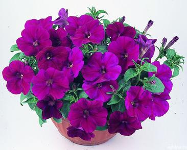 Петуния ампельная парпл