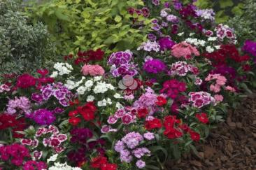 Гвоздика микс