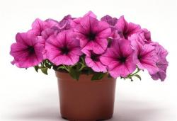 Петуния ампельная плам