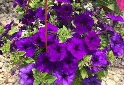 Петуния ампельная неви велюр