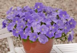 Петуния ампельная  скай блю