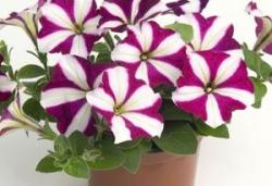 Петуния ампельная бургунди стар